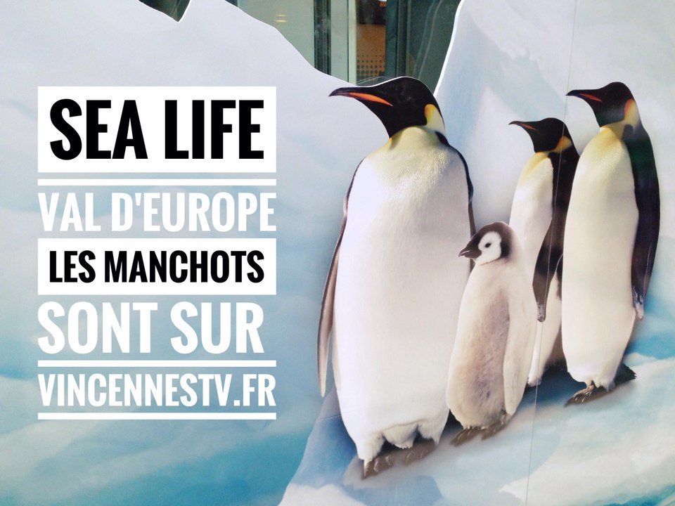 L' aquarium Sea Life Val d'Europe inaugure l'île des Manchots Antartic Adventure