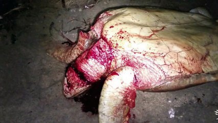 Les tortues marines de Mayotte menacées par le braconnage