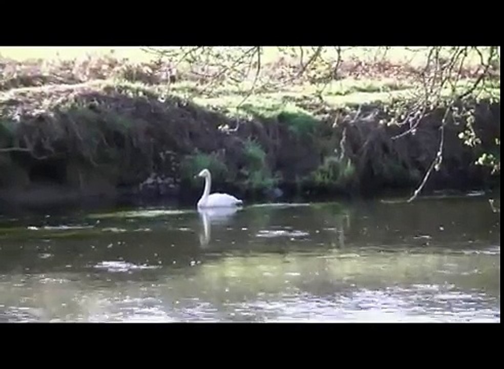 cygne chanteur