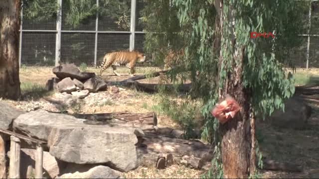 Izmir Doğal Yaşam'da Buzlu Serinlik