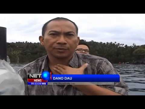 NET5 - Bangkai Paus Raksasa Terdampar di Minahasa