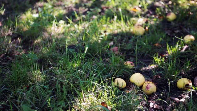 Témoignage d'une chambre d’agriculture : réduire la vulnérabilité des exploitations agricoles aux inondations