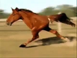 Horse Run With 2 Legs