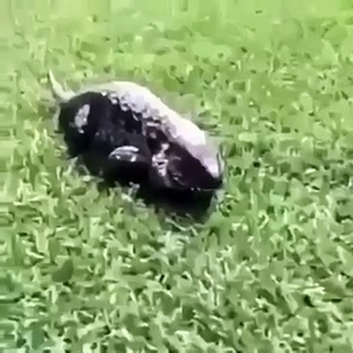 Found this in my yard do you know what it is?