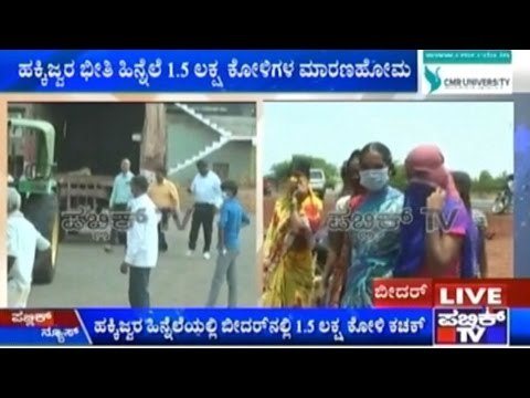 Bidar: Bird Flu Culling Operation Starts