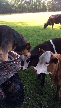 Un chien veut manger du veau