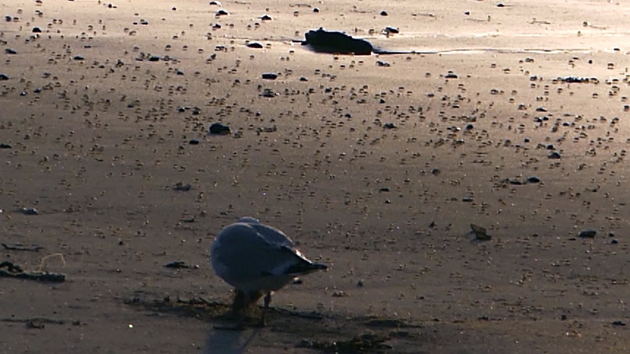 Plage 18