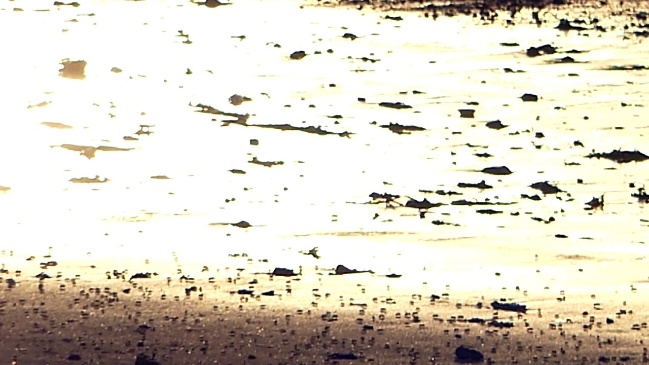 Plage 19