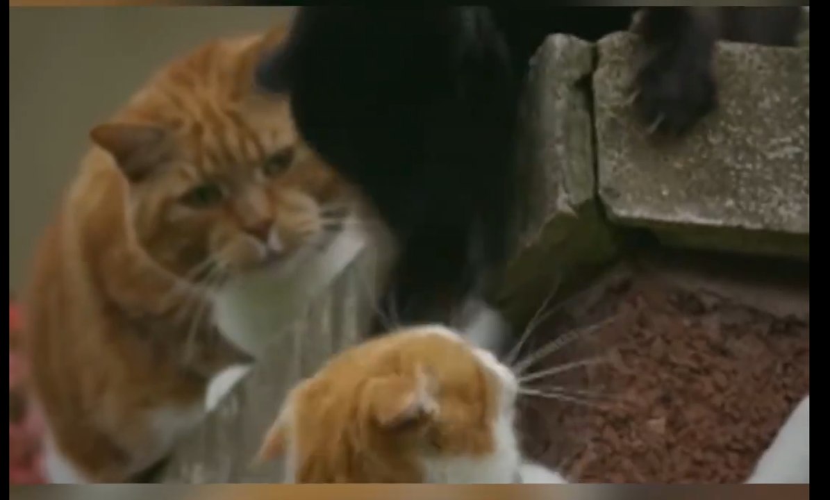 The Lion King remake in real life
