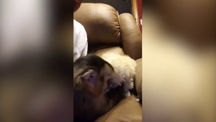 Ce singe et ce caniche son de très bon potes