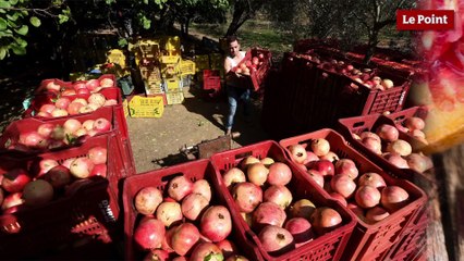 Comment lire les étiquettes de nos produits #3 : la grenade