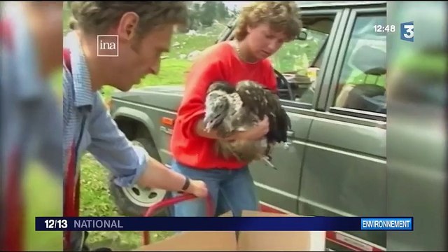 Haute-Savoie : le succès de la réintroduction des gypaètes
