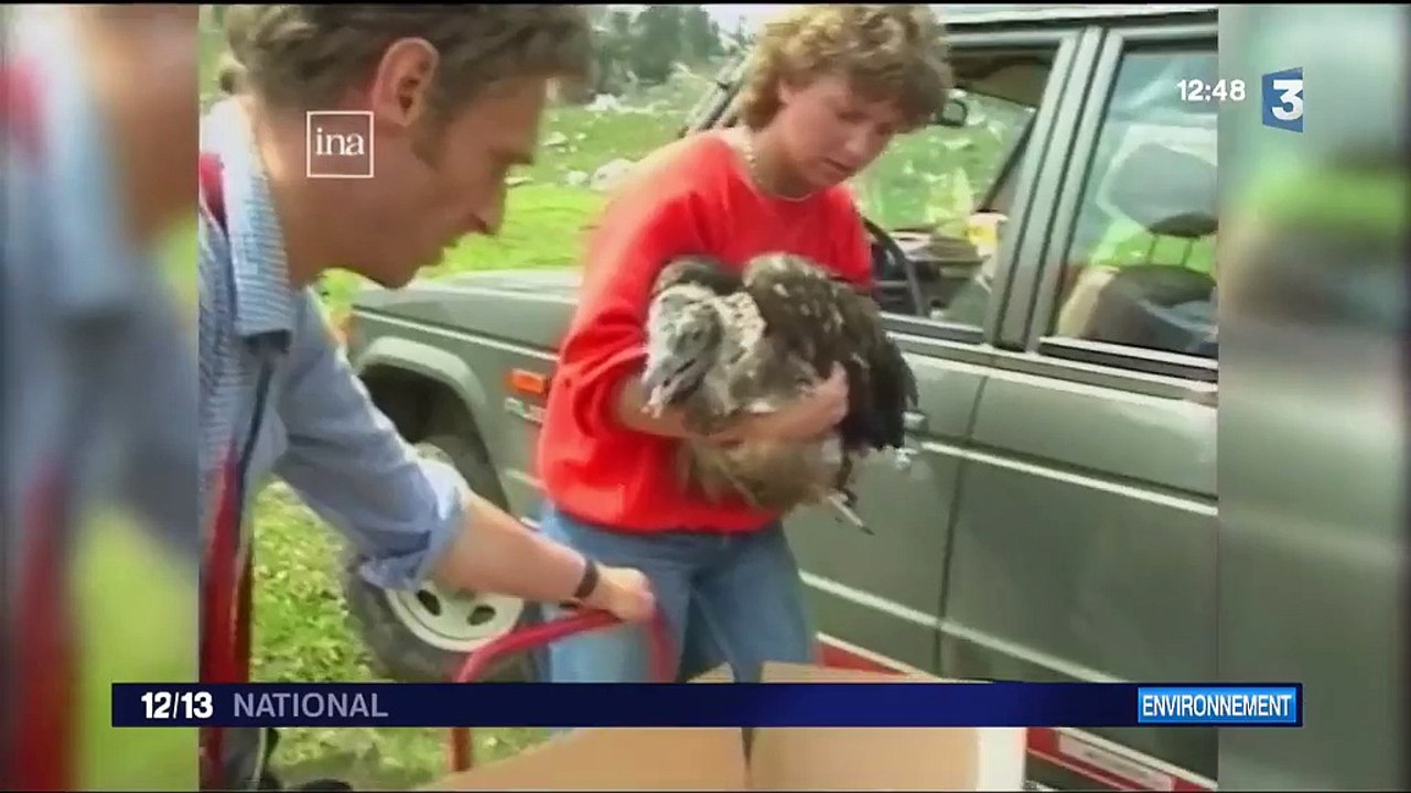 Haute-Savoie : le succès de la réintroduction des gypaètes