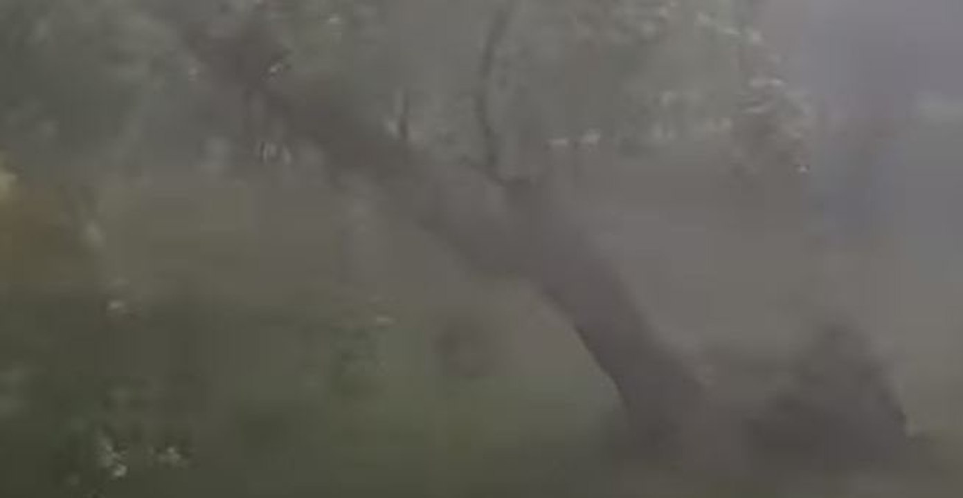 Tree Uprooted by Strong Storm Winds in Warsaw