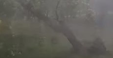 Tree Uprooted by Strong Storm Winds in Warsaw