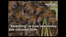 Honey Bees Swarm Season is Spring