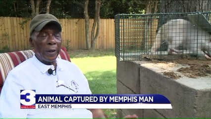 Man Makes Unusual Catch After Noticing Animal Tearing Up His Grass