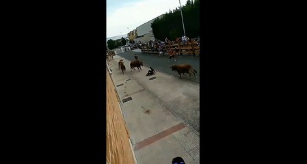 Un jeune se fait courser par des taureaux.