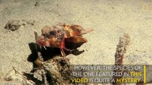 This Walking Fish Has Scientists Stumped | National Geographic