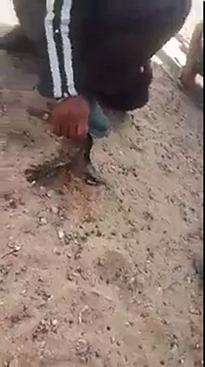 قفصة: ظهور حيوان نادر بجسم طير ورأس أفعى