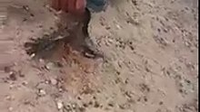 قفصة: ظهور حيوان نادر بجسم طير ورأس أفعى