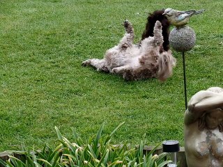 2 Cockapoo puppies playing