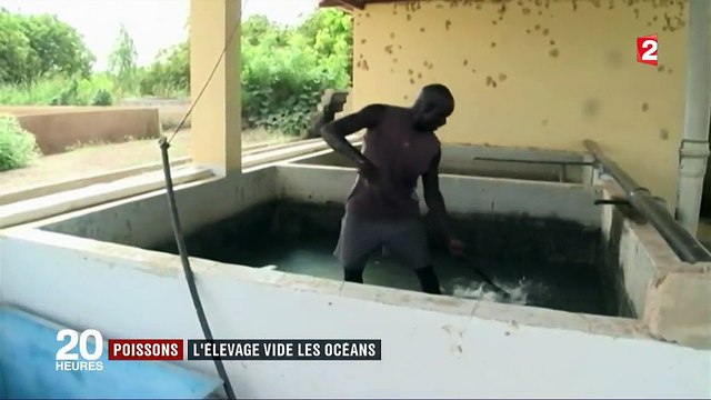 Poissons : l'élevage vide les océans