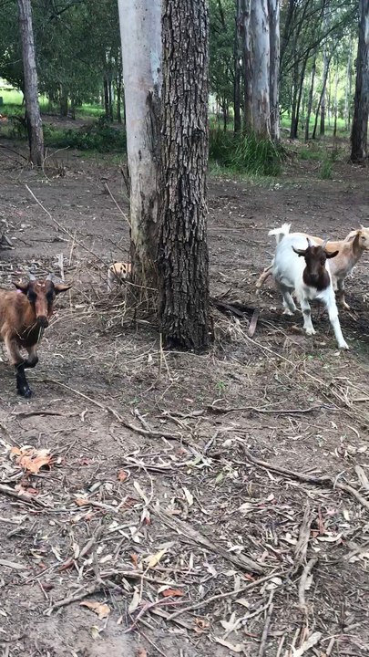 Pig Adventures