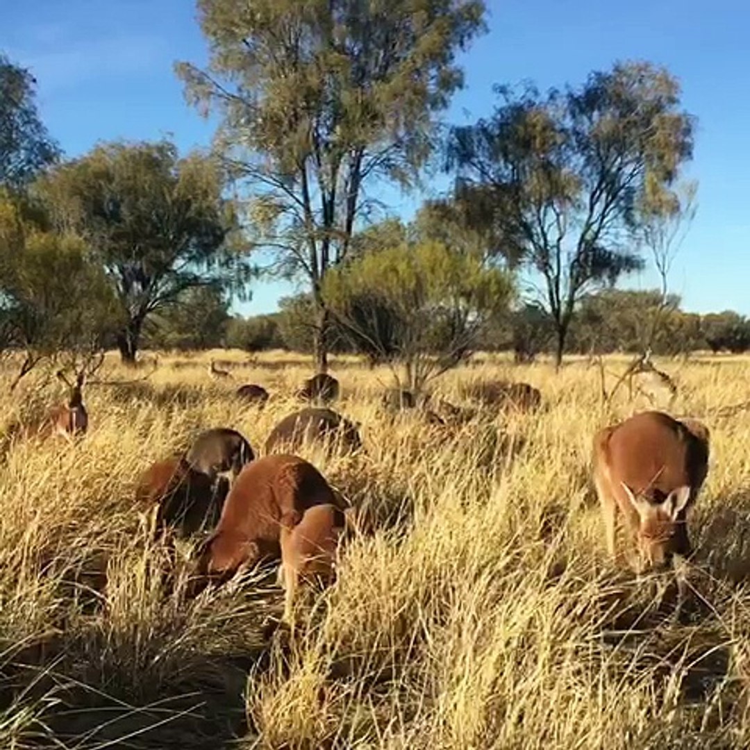 ⁣Safety in Kangaroo Numbers