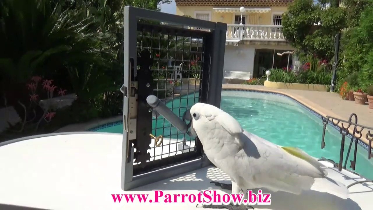 Kakadu knackt Schlösser