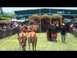 NET17 - Kontes sapi sonok pulau Madura digelar minggu pagi di Sumenep Jawa Timur