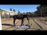 Robert Garcia Got A Horse Named Canelo EsNews Boxing