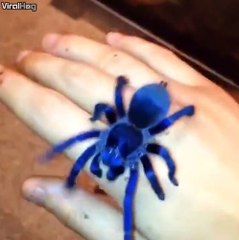 This thing looks like if it bit you, you'd gain super powers