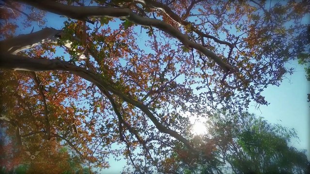 JUST LISTED | 4524 Varna Avenue, Sherman Oaks