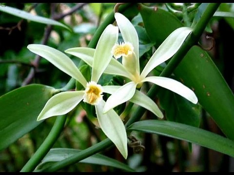 FRANCOIS FELDMAN - JOY PARFUM DE VANILLE