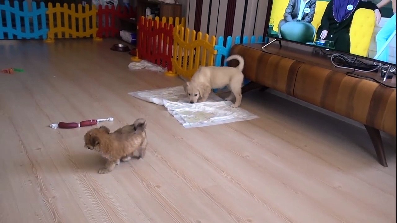 YENİ KÖPEĞİM GECE (Dünyanın En Zeki Köpeği)