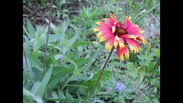 Ensemble de Art Sullivan chanter par Pascal