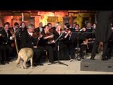 Dog Walks On Stage and Interrupts Orchestra Performance During Festival