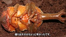 昆虫夜話⑩ 新成虫掘り出し ※国産カブトムシ