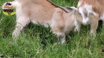 Wow this is amazing, you guys would love this goat, goats are very passionate and aggresiv