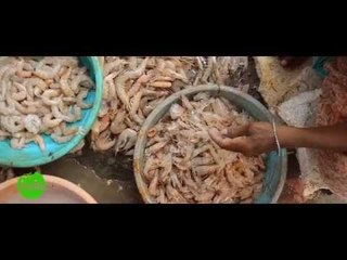 How to shell and Devein Prawns, Prawn Cleaning Indian Village Style.