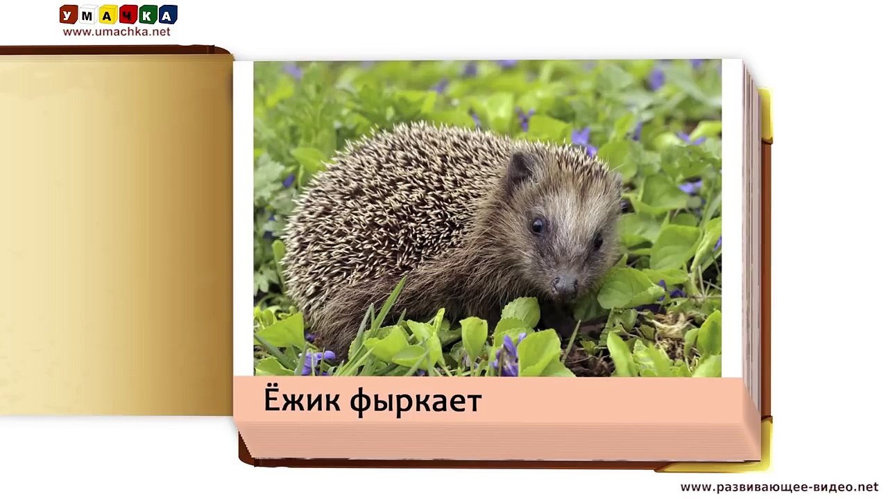 ДЛЯ ФУРШЕТА как говорят животные звуки и голоса животных развивающее и обучающее видео детей