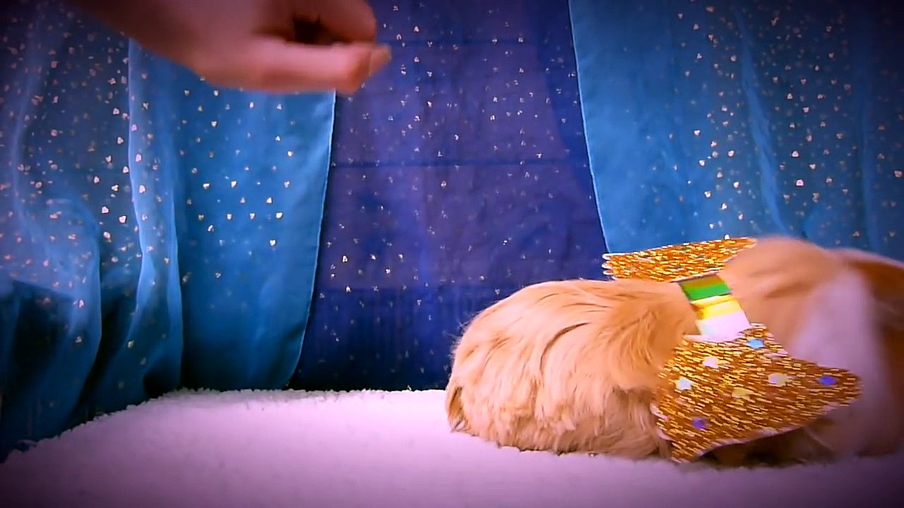 Guinea Pig Nativity
