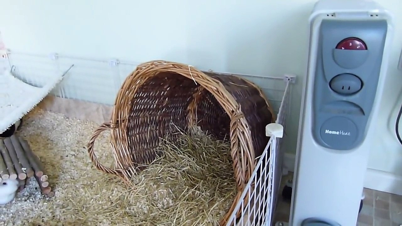 Guinea Pig Updates   Pets Palace TV