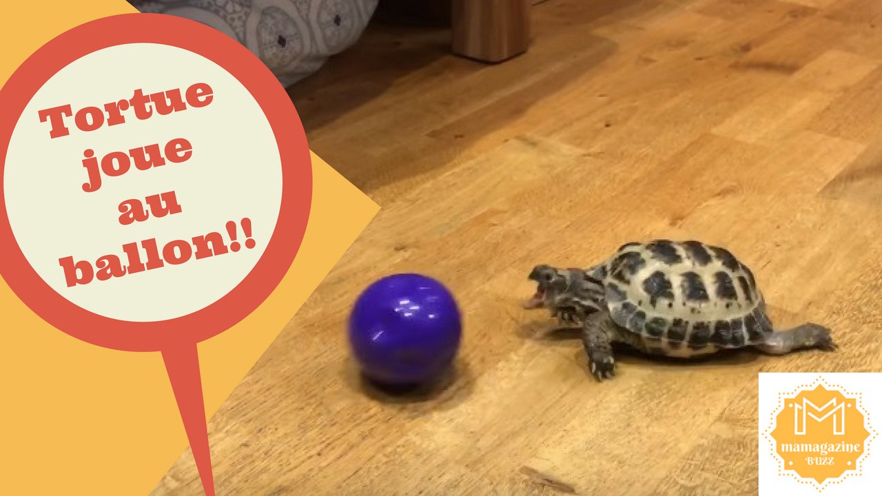 Je ne savais pas qu'une tortue pouvait jouer au ballon!!