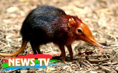 Top 5 động vật kỳ quái bậc nhất trên Trái Đất