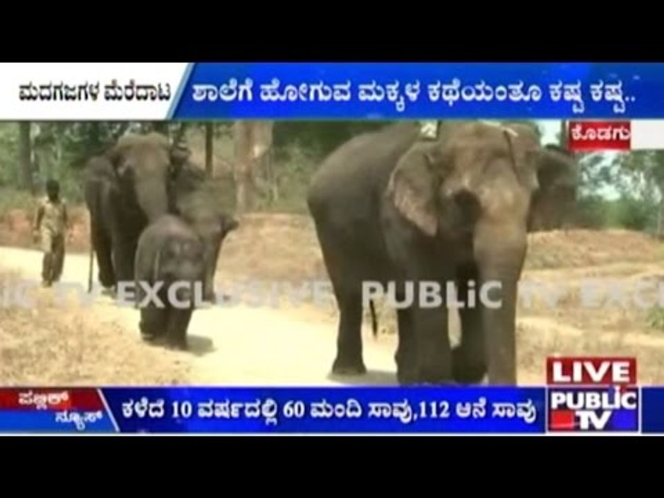 Kodagu: Wild Elephants V/s Humans