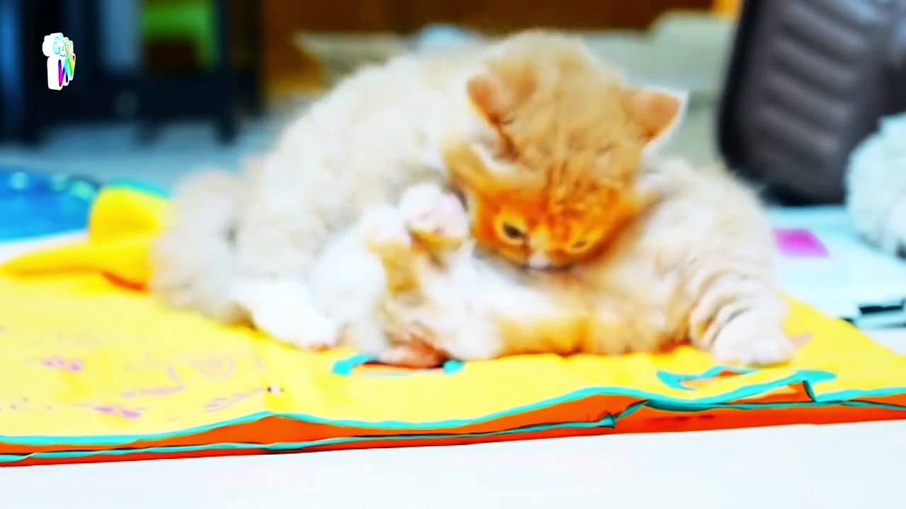 Video Con Bò [HD] - Hình Ảnh Con Bò, Con Bê - Nhạc Thiếu Nhi Vui Nhộn Hay Nhất