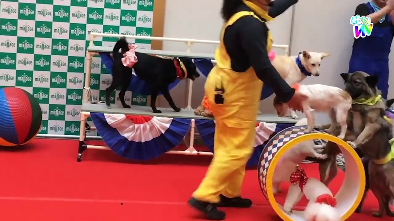 Video Con Chó [HD] - Xiếc Chó - Nhạc Thiếu Nhi Vui Nhộn Hay Nhất