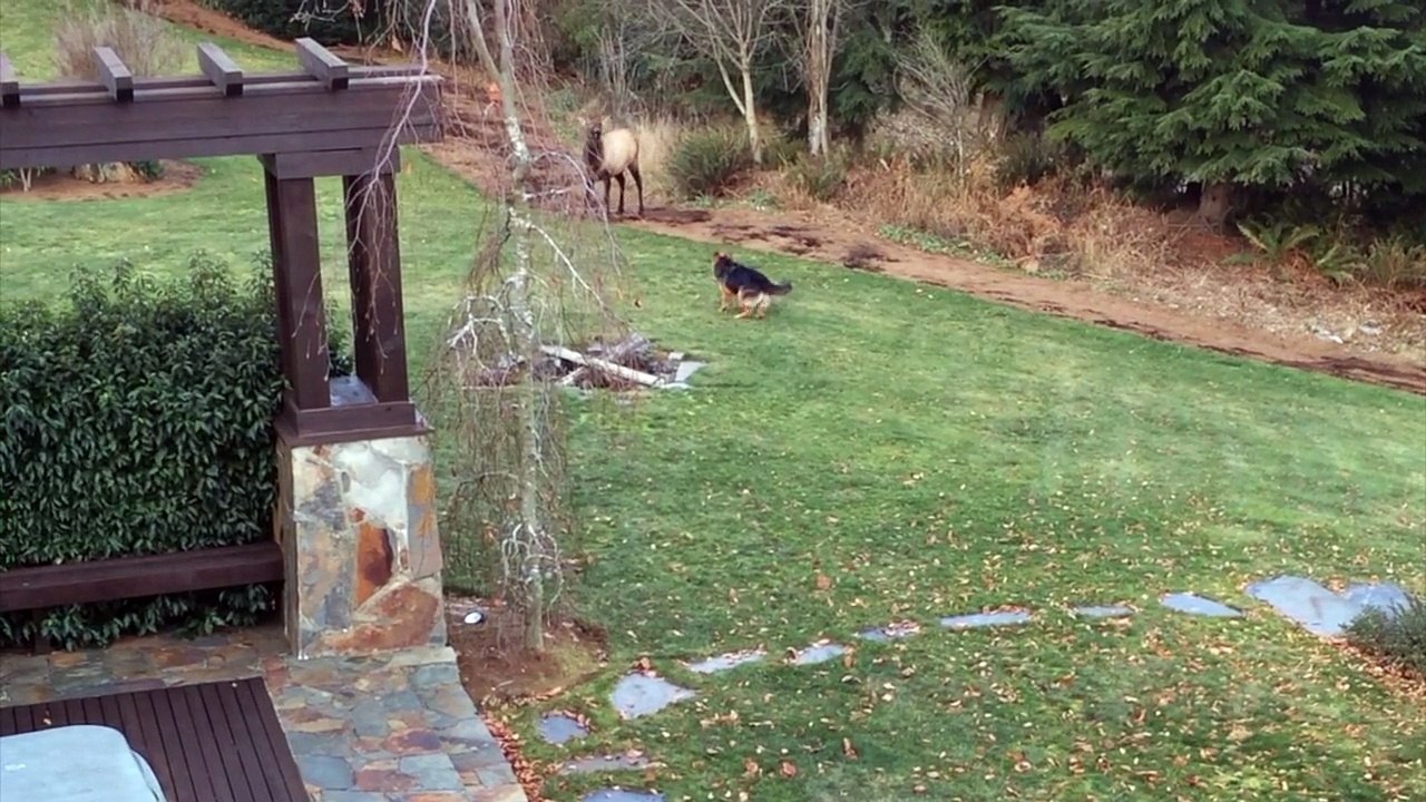 Bull elk playing with Clara